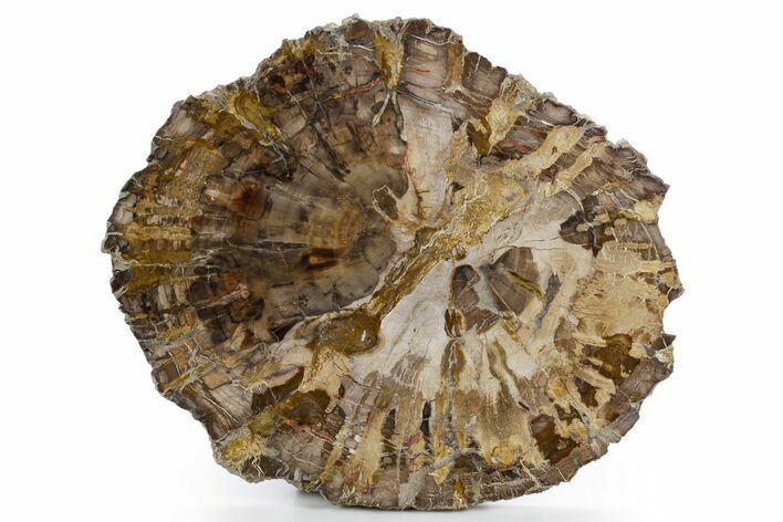 Polished Petrified Wood (Araucaria) Round - Madagascar #361326